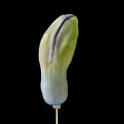 hyacinthknop (hyacinthus orientalis) 3-2013 4263